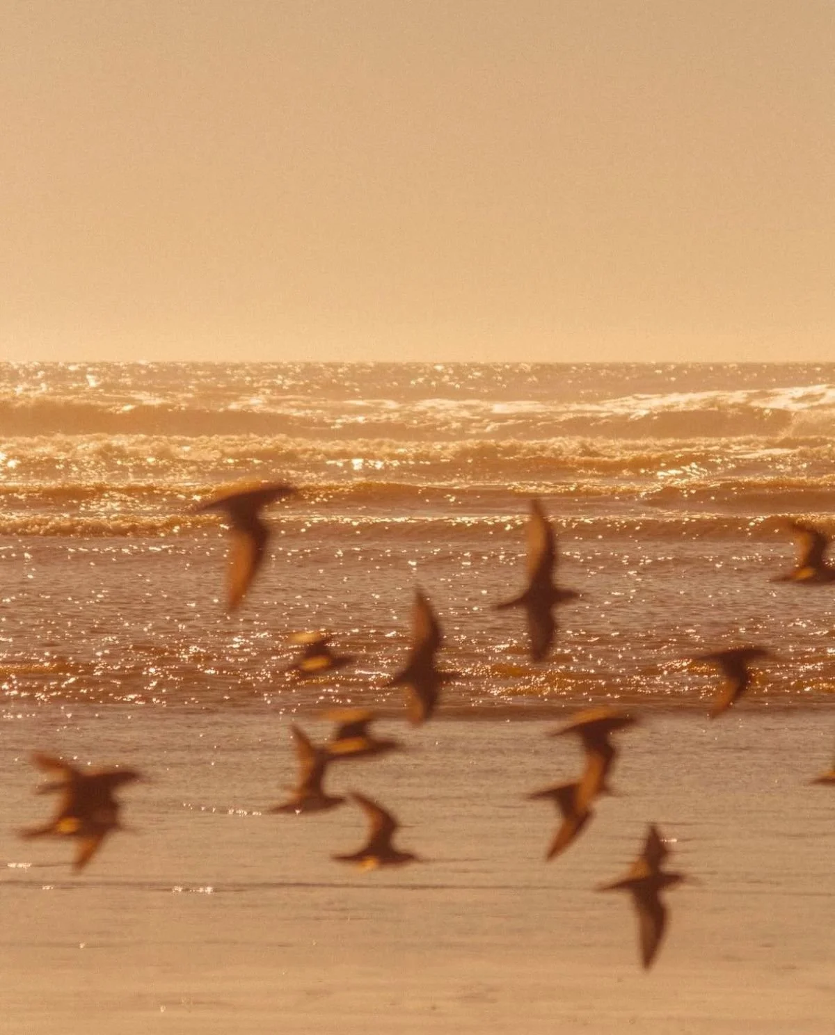 Birds over a golden coastline at dusk